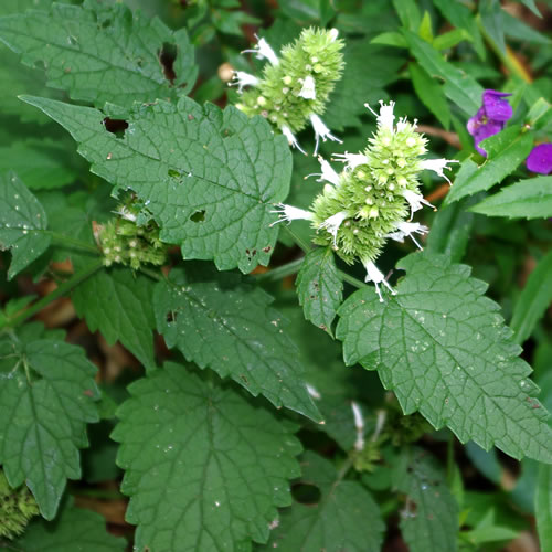 Agastache foeniculum Snow Spike